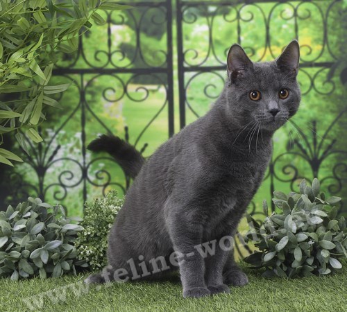 CHARTREUX_22 (RACE)